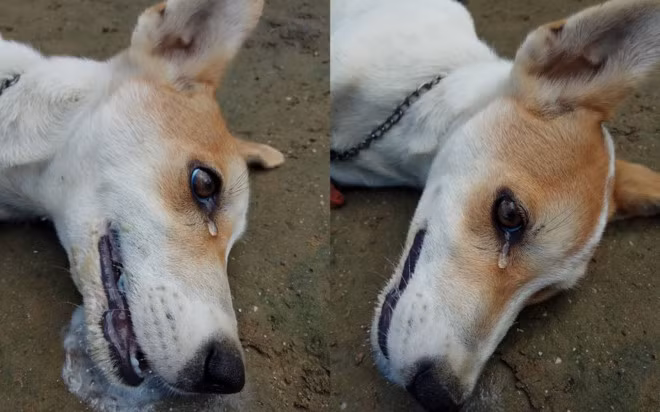 Nao long phut hap hoi cua chu cho bi dau doc o Indonesia