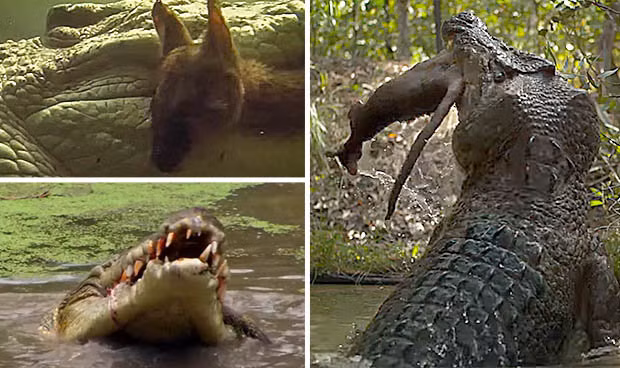 Ron nguoi ky nang tieu diet con moi cua ca sau nuoc man