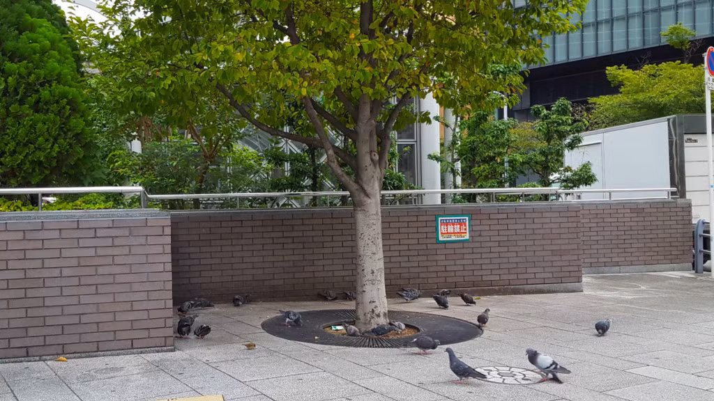 Đàn bồ câu tại một góc của thành phố Osaka - cảnh tượngyên bình khiến người qua đường cũng phải bước chậm hơn.