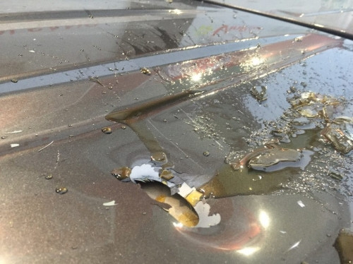 Chai mật ong rơi từ tầng cao xuống đất.