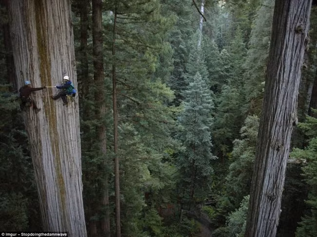 Hai người leo núi trèo lên cây tùng 750 tuổi ở bang California, Mỹ.