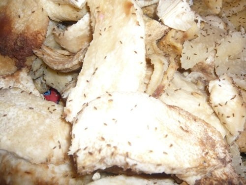  Thùng ngâm trái cây để làm mứt Tết này mốc meo và có rất nhiều dòi bò lúc nhúc. Hình ảnh được ghi lại tại cơ sở sản xuất mứt Như Ý (tỉnh lộ 10, P.Tân Tạo, Q.Bình Tân, TP.HCM) hồi tháng 12/2009. Ảnh: Thùy Dương/Tuổi trẻ