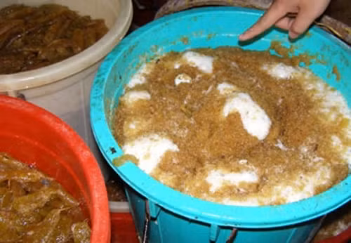 Chậu ngâm mứt đã sên bị mốc xanh mốc đỏ. Hình ảnh chụp tại 1 cơ sở sản xuất mứt Tết ở cư xá Đường sắt (phường 1, quận 3, TPHCM). Ảnh: Pháp luật TPHCM