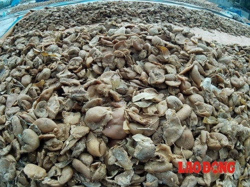 Có lẽ, thật khó tin những thứ này sẽ biến thành món mứt, ô mai khoái khẩu của nhiều người.