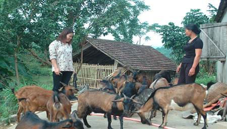 Dan keu cuu doan DB Quoc hoi vi 