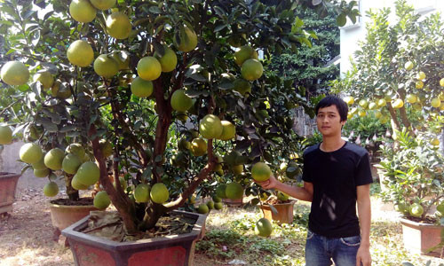 Nhân viên nhà vườn Kim Thắng chăm sóc bưởi cảnh. Ảnh: Trần Dũng