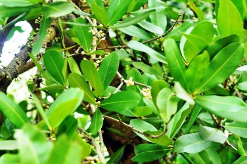 Trải qua bao biến cố của lịch sử, cây mai vẫn đứng vững, cành lá phát triển xanh tốt. Thấy mai ra hoa đẹp và tỏa hương thơm nên nhiều người tìm cách nhân giống như: chiết, ghép cây đem đi nơi khác trồng nhưng vẫn không sống.