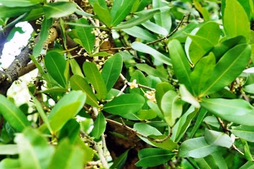 Trải qua bao biến cố của lịch sử, cây mai vẫn đứng vững, cành lá phát triển xanh tốt. Thấy mai ra hoa đẹp và tỏa hương thơm nên nhiều người tìm cách nhân giống như: chiết, ghép cây đem đi nơi khác trồng nhưng vẫn không sống.