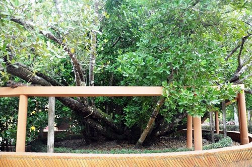 Năm 2014, Nhà nước đã công nhận cây Bạch mai ở đình Phú Tự là “Cây Di sản quốc gia”.