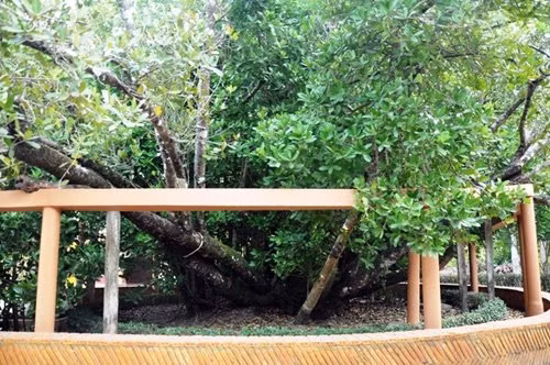 Năm 2014, Nhà nước đã công nhận cây Bạch mai ở đình Phú Tự là “Cây Di sản quốc gia”.