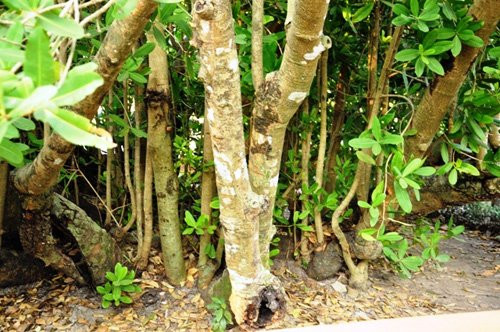 Hiện thân cây Bạch mai chính không còn nhưng từ gốc cây cũ đã mọc ra nhiều thân lớn, nhỏ.