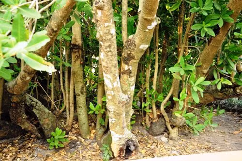 Hiện thân cây Bạch mai chính không còn nhưng từ gốc cây cũ đã mọc ra nhiều thân lớn, nhỏ.