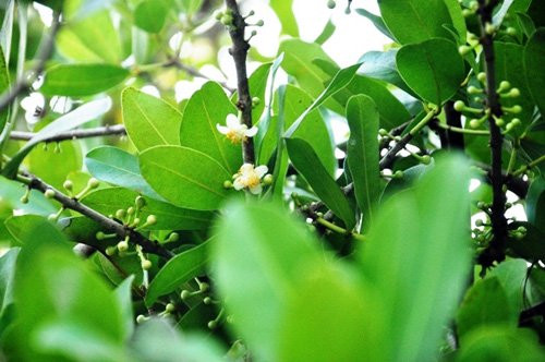 Cây thường ra bông vào tháng 1 âm lịch, bông có nhị vàng và 4 cánh màu trắng, ban đêm tỏa hương thơm ngát cả một vùng.