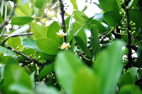 Cây thường ra bông vào tháng 1 âm lịch, bông có nhị vàng và 4 cánh màu trắng, ban đêm tỏa hương thơm ngát cả một vùng.