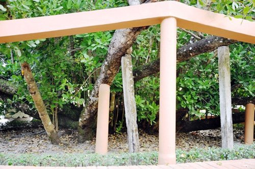 Cành nhánh xum xuê và nặng nề nên cây Bạch mai được chống đỡ bằng nhiều trụ xi măng xung quanh.