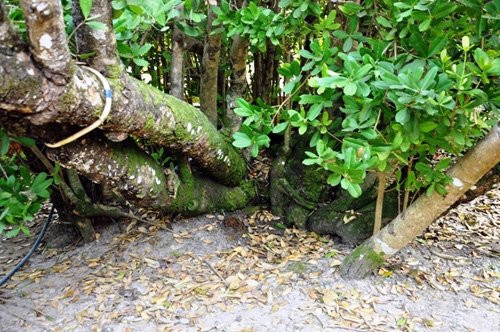 Các nhánh mai trong tư thế nằm ngang mặt đất, dài từ 7 - 8m, tỏa thành tán rộng chiếm diện tích cả trăm mét vuông.