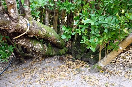 Các nhánh mai trong tư thế nằm ngang mặt đất, dài từ 7 - 8m, tỏa thành tán rộng chiếm diện tích cả trăm mét vuông.