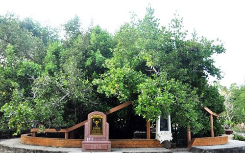 Đình Phú Tự (xã Phú Hưng, TP Bến Tre, tỉnh Bến Tre) từ xưa đã nổi tiếng vì gắn với cây bạch mai cổ thụ quý hiếm là nhân chứng cho sự hình thành, phát triển của cả vùng đất Nam bộ. Ngôi đình được xây dựng từ năm nào vẫn chưa xác định nhưng được vua Minh Mạng sắc phong vào năm 1824. Đến năm 1094 đình được trùng tu lại cho đến ngày nay. Riêng cây bạch mai trước cửa đình thì lại có mặt trước đó từ rất lâu.