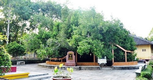 Theo các cụ cao niên, đến nay cũng không ai biết cây Bạch mai được trồng lúc nào và xuất xứ từ đâu. Người dân chỉ biết cây Bạch mai này đến nay đã hơn 300 tuổi.