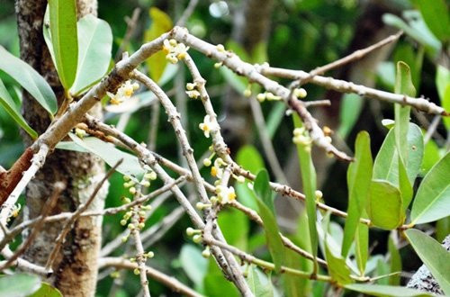 Người dân địa phương cho biết, bông này đem ủ chung với trà khi chế trà uống sẽ cho một vị thơm dễ chịu.