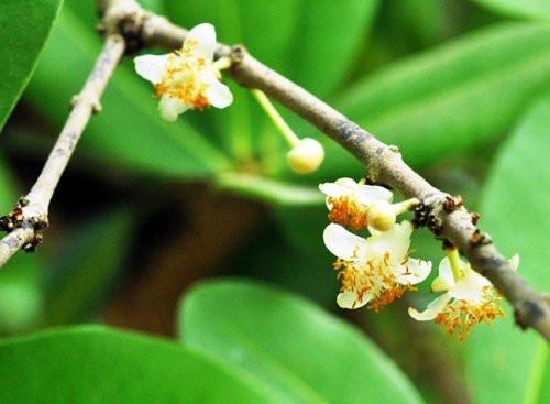 Nằm phía trước đình Phú Tự (phường Phú Hưng, thành phố Bến Tre, tỉnh Bến Tre), cây bạch mai được xem là một trong những cây mai cổ thụ quý hiếm của cả nước. Hiện thân cây Bạch mai chính không còn nhưng từ gốc cây cũ đã mọc ra nhiều thân lớn, nhỏ. Các nhánh mai trong tư thế nằm ngang mặt đất, dài từ 7 - 8m, tỏa thành tán rộng chiếm diện tích cả trăm mét vuông.