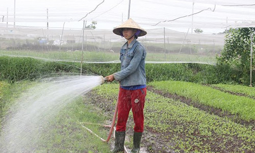 Cu nhan ki thuat may tinh trong rau sach kiem 20 trieu/thang