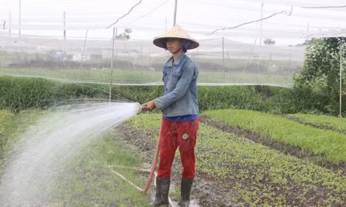 Cu nhan ki thuat may tinh trong rau sach kiem 20 trieu/thang