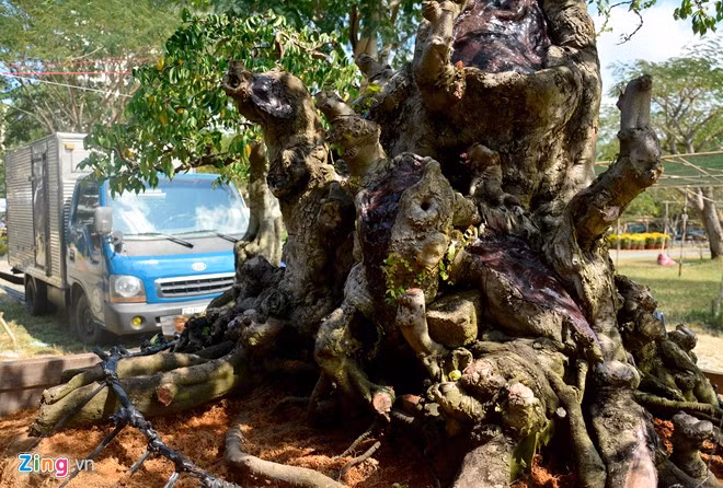 Phần gốc, thân có nhiều vết u hằn, rể trồi lên tạo thế cho cây rất đẹp mắt.