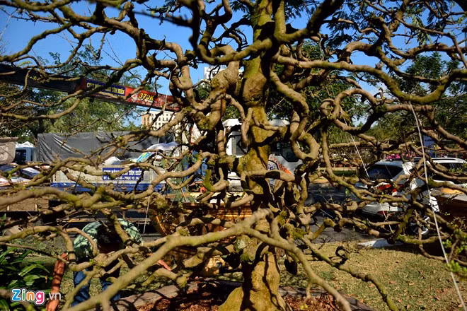 Ông chủ cho biết, cặp mai có dáng Long Tứ Diện, bán với giá 1,2 tỷ đồng.