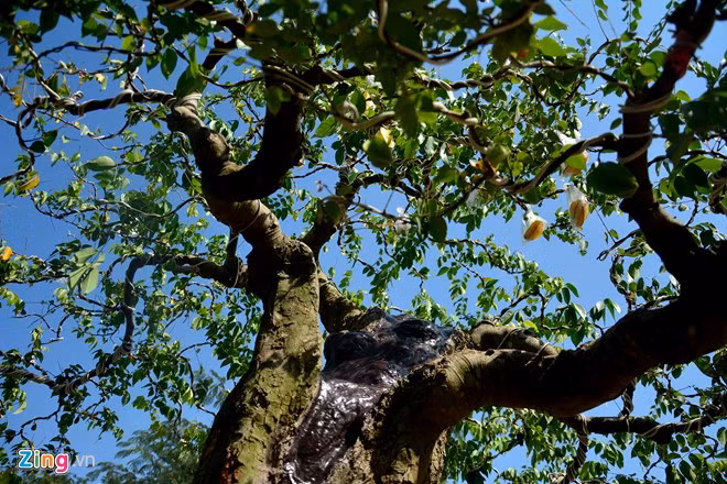 Sau khi mua về với dáng như hiện tại, chủ nhân cặp kiểng đã chăm sóc để tạo nên tán lá xum xuê cho cây.