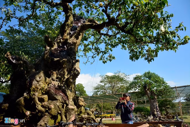 Trong các loại cây cảnh độc, lạ còn có cặp khế cảnh hơn 100 tuổi có dáng trực diện đầu voi đuôi chuột của vườn kiểng Nam bộ ở Bến Tre mang đến.