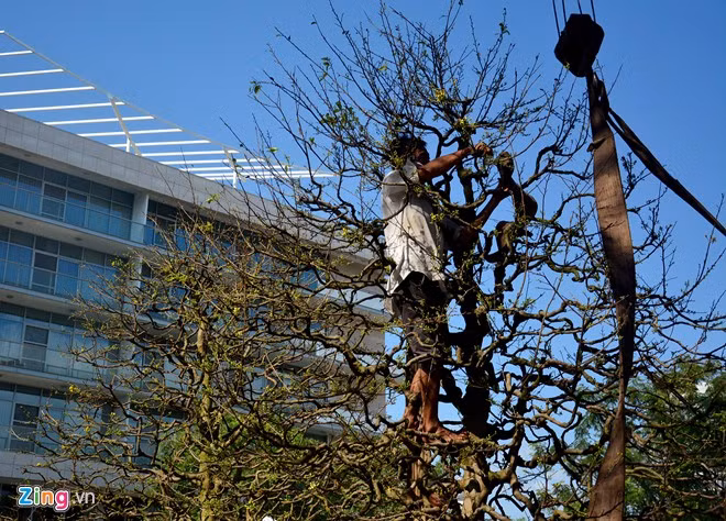 Trong chiều 31/1, anh Trương Thanh Viễn (huyện Củ Chi, TP HCM) chuyển tới hội hoa xuân Phú Mỹ Hưng cặp mai vàng cao khoảng hơn 3 m, với rất nhiều cành và nụ hoa.