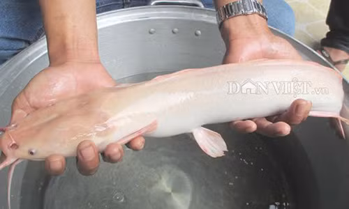 Con cá trê bạch tạng nặng khoảng 0,8 kg.