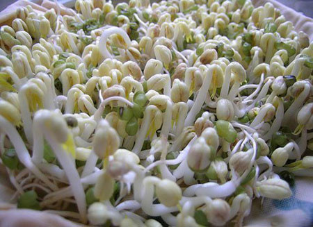 Màu sắc giá. Giá thường có màu trắng nhạt, màu sữa. Còn giá ngâm thuốc kích thích sẽ có màu trắng muốt nhìn rất kích thích.