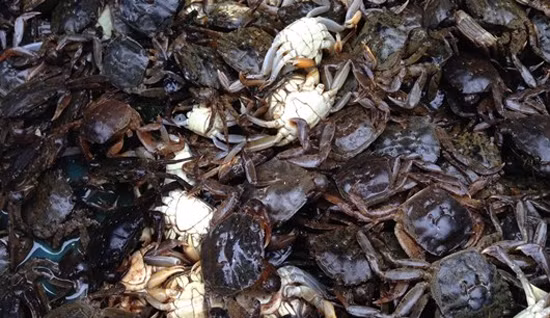 Để chọn được những con cua lành, thơm ngon, chắc thịt, khi chọn mua cua biển bạn nên chọn con có lớp vỏ màu xám đục, yếm to. Chọn cua có phần mai hiện rõ màu xanh đen, có độ nhẵn bóng, phần bụng căng đầy, trắng sạch là tốt nhất. Những con cua càng mọng nước là cua xốp, không ngon.