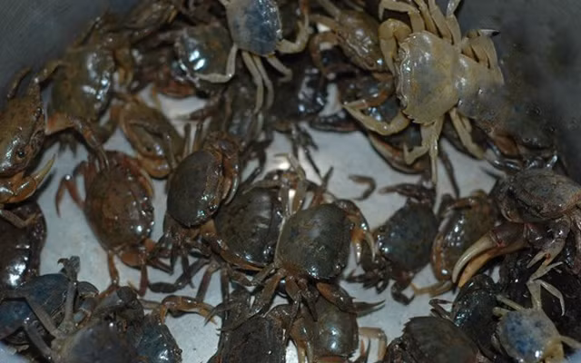 Ngoài ra, bạn nên chọn những con còn sống khỏe mạnh, nhanh nhẹn, bơi khỏe, cầm chắc tay, thân hình lành lặn. Tránh mua cua đã chết, có mùi hôi, tanh nồng nặc hoặc có mùi nước tiểu. Dùng ngón tay bấm thử vào phần yếm bụng của cua, nếu thấy cứng thì là cua già (nhiều thịt), nếu thấy mềm, phần yếm nhẵn mịn là cua mới lột vỏ (to, nặng nhưng nhiều nước, ít thịt).