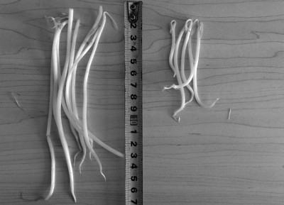 Phân biệt giá đỗ ngậm hóa chất độc hại và giá đỗ sạch. Về kích thước và hình dạng. Loại giá đỗ sạch không tẩm hóa chất thường chỉ ngắn bằng một nửa loại giá dùng nguyên liệu và ngâm hóa chất. Trong khi đó, giá đỗ ngâm chất kích thích tăng trưởng trông béo, mập, vô cùng hấp dẫn nhưng giòn, dễ bị đứt đoạn. Loại giá không hóa chất gầy hơn, sợi giá khó gãy hơn và trông có vẻ không được bắt mắt.