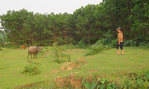 Cậu bé Trần Xuân Hiếu vẫn vô tư giúp cha mẹ chăn trâu.
