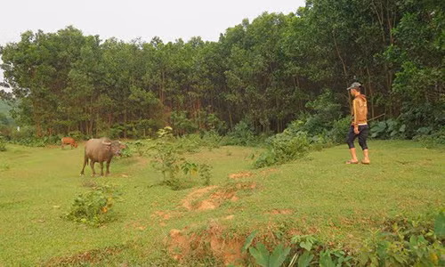 Cậu bé Trần Xuân Hiếu vẫn vô tư giúp cha mẹ chăn trâu.
