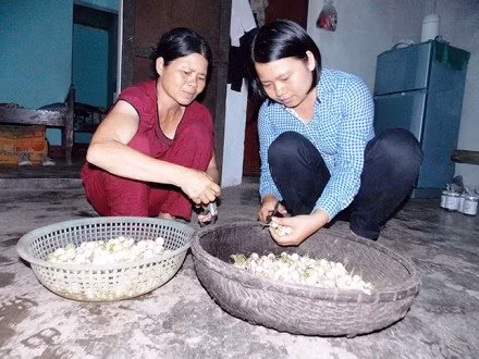 Hằng chuẩn bị cà làm mắm cùng mẹ. (Ảnh: Báo Quảng Trị)