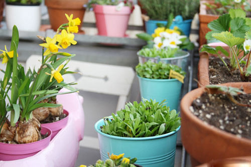 Những loài hoa này bung nở sẽ là điểm nhấn tuyệt vời mang hơi thở mùa xuân đến cho ban công nhỏ nhà bạn. Nên lưu ý trồng và chăm sóc kỹ lưỡng để cây sống tốt và ra hoa đúng dịp.