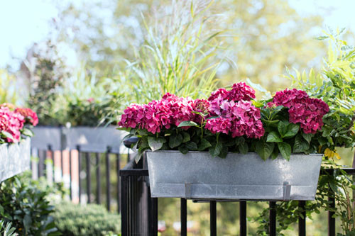 Hãy bỏ những thân cây bị héo úa, những chiếc lá bị sâu hay thay đất màu mỡ cho các chậu hoa và thường xuyên tưới nước, chăm chút để ban công không bao giờ thiếu vắng những bông hoa rực rỡ sắc màu.