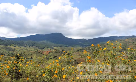 Những cung đường rừng được xức mùi của hoa dã quỳ hoang dại.