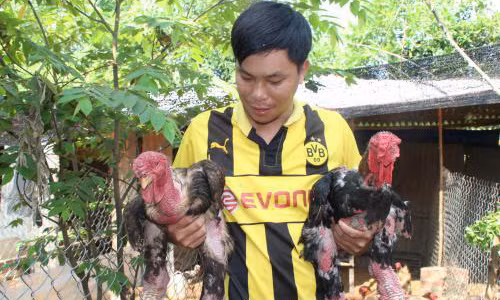 Tet Dinh Dau, ga Dong Tao sot xinh xich