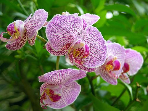 6. Cây phong lan Theo phong thủy, cây phong lan thu hút năng lượng tích cực cho ngôi nhà. Hoa lan lâu tàn và có một mùi thơm ngọt ngào, dễ chịu để làm dịu tâm trạng. Hoa phong lan còn giải phóng oxy vào ban đêm, vì vậy phòng ngủ là một nơi thích hợp để đặt một chậu cây phong lan.