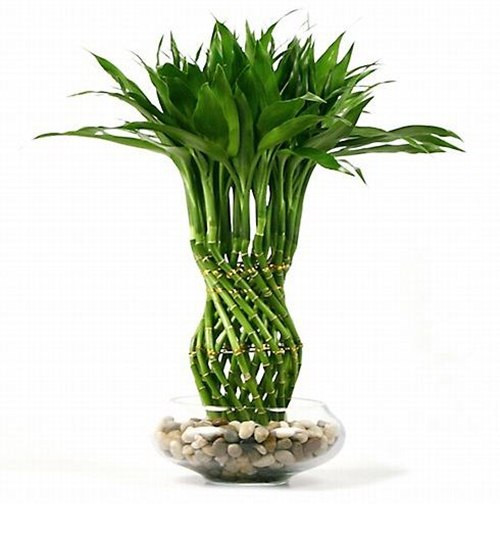 4. Cây phát lộc (Lucky Bamboo) Cây phát lộc được sử dụng ở một số nước châu Á hàng ngàn năm nay như một biểu tượng của sự may mắn và thịnh vượng. Theo phong thủy, hình dạng thẳng đứng của cây may mắn đại diện cho yếu tố gỗ, ảnh hưởng đến năng lượng cuộc sống của chúng ta, sức sống và hoạt động thể chất. Đặt cây may mắn trong góc của một căn phòng có ánh sáng thấp, tránh xa ánh sáng mặt trời chiếu trực tiếp hoặc giữ nó trong một bát thủy tinh với một chút nước.