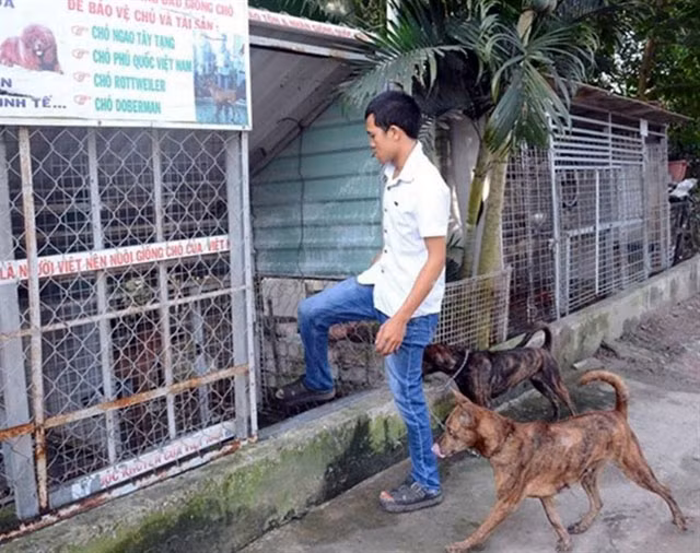 Trang trại chuyên nuôi và huấn luyện "sói lửa" Phú Quốc của anh Tưởng Văn Quý, ở P. Thạnh Xuân, Q.12, TP.HCM