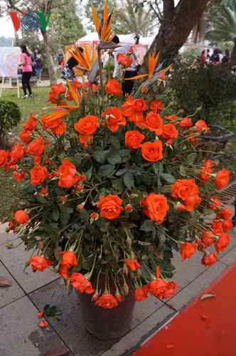 Sau nhiều lần những cành hoa này đã dần rũ xuống.