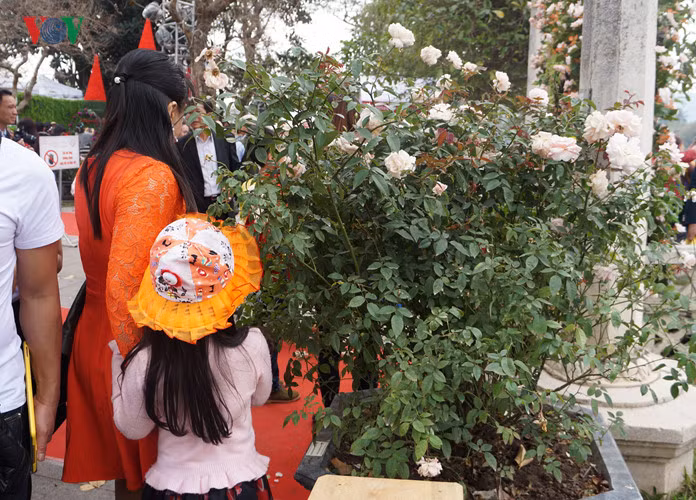 Lượng người đến lễ hội hoa hồng quá đông nên việc di chuyển trở nên khó khăn, nếu không chú ý sẽ va phải những cành hoa, đặc biệt những chậu hoa to nằm ngay lối đi. Điều này khiến cho số hoa trên cây này chỉ còn quá nửa.