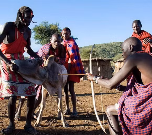 6. Nghi lễ uống máu bò Masai là một trong số các bộ lạc lâu đời nhất ở Châu Phi. Và họ vẫn duy trì nghi lễ kinh khủng là uống máu bò vào các dịp đặc biệt. Đôi khi họ sẽ trộn thêm sữa bò để tạo sự khác biệt.